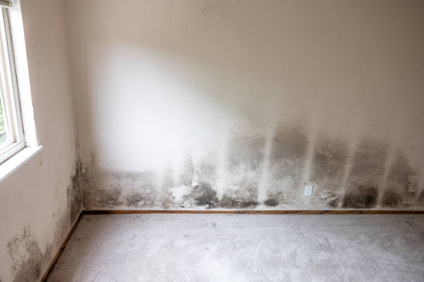 Best Basement Mold Removal  in Verona, PA