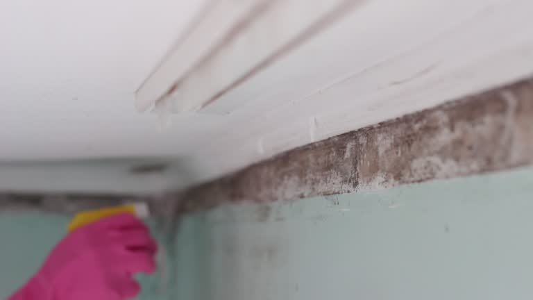 Best Environmental Consulting for Mold Prevention  in Verona, PA